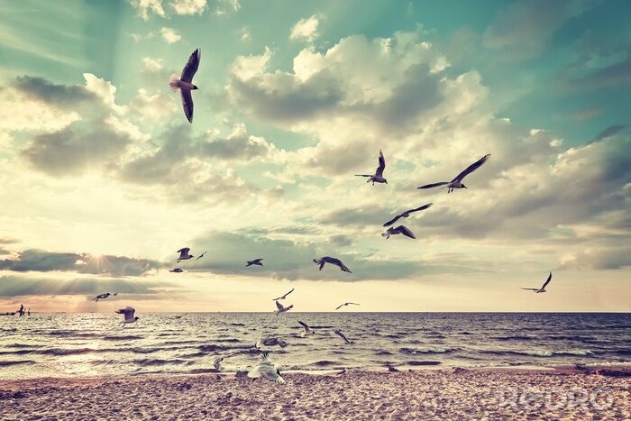 Fototapete Strand und fliegende Vögel