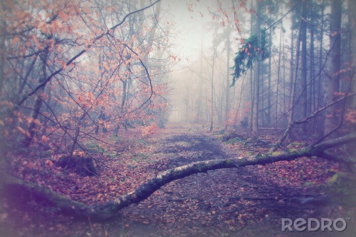 Fototapete Straße durch einen nebligen Wald