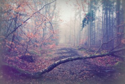 Fototapete Straße durch einen nebligen Wald