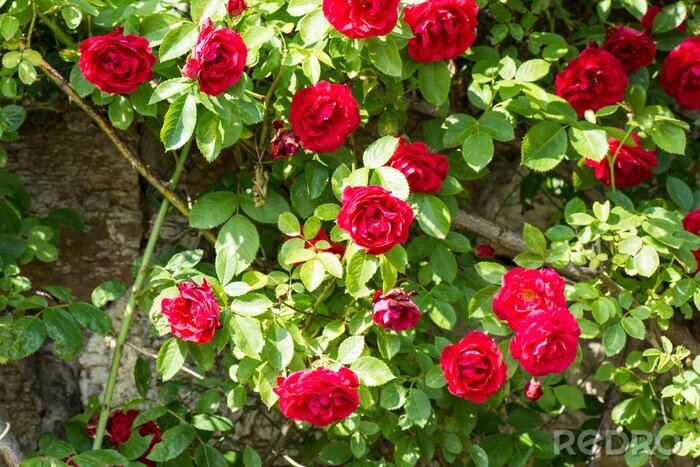 Fototapete Strauch mit roten Rosen