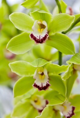 Fototapete Strauß grüner Orchideen