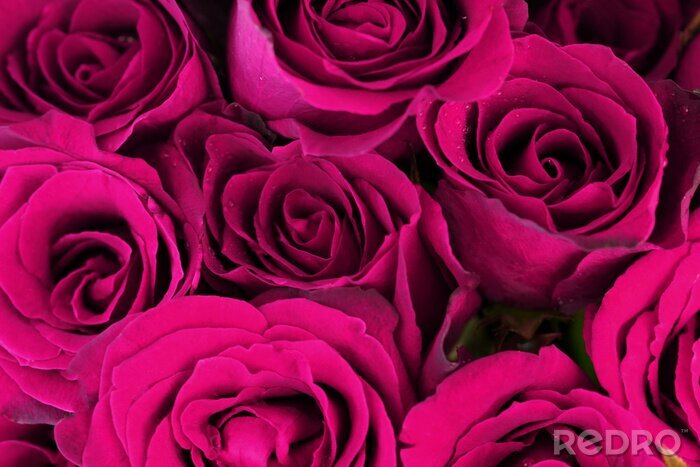 Fototapete Strauß purpurroter Rosen