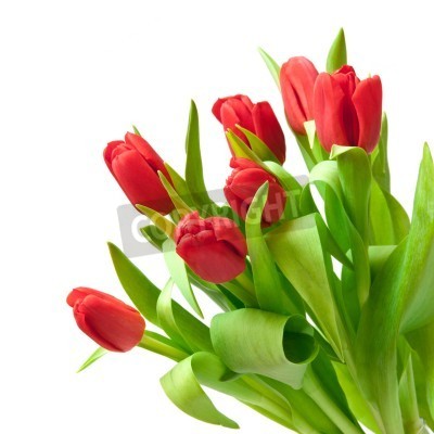 Fototapete Strauß roter Tulpen
