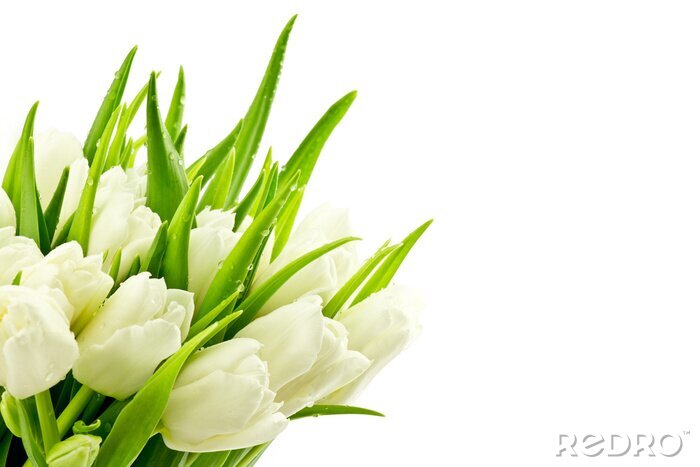 Fototapete Strauß von frisch geschnittenen Tulpen