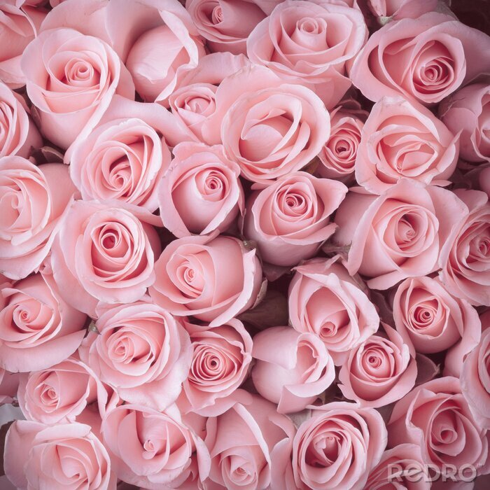 Fototapete Strauß von rosa Rosen