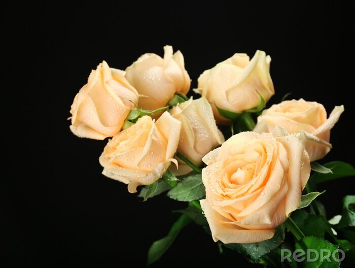 Fototapete Strauß von Teerosen auf schwarzem Hintergrund