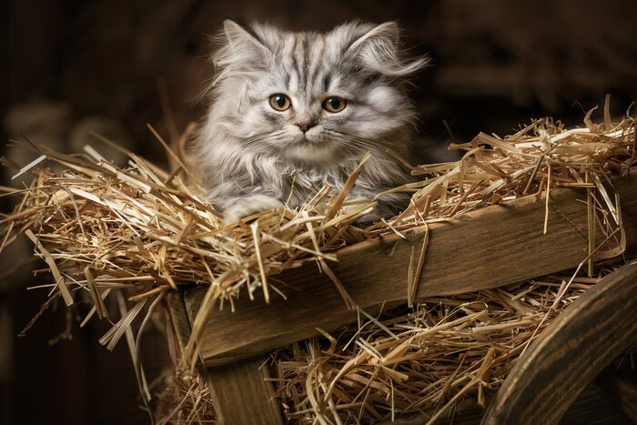 Fototapete Striped fluffy kitten in an old wagon with straw