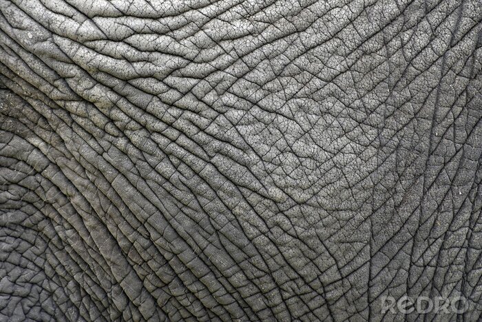 Fototapete Struktur der Elefantenhaut