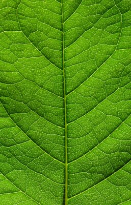 Fototapete Struktur des grünen Blattes