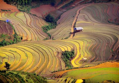 Fototapete Stufenfelder in Vietnam