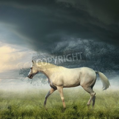Fototapete Sturmlandschaft mit einem pferd
