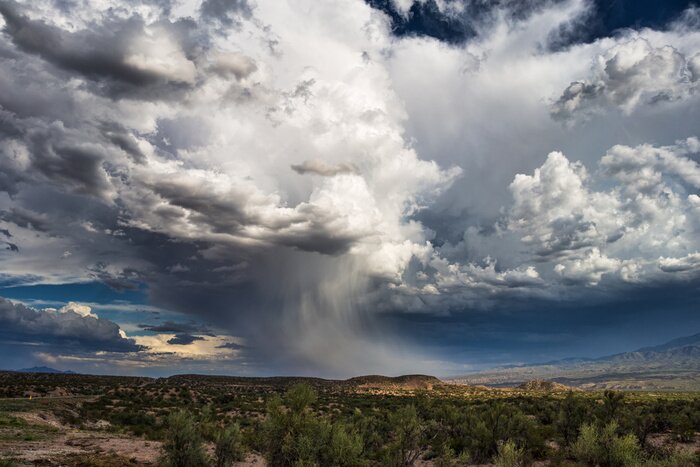 Fototapete Sturmwolken über dem Wald