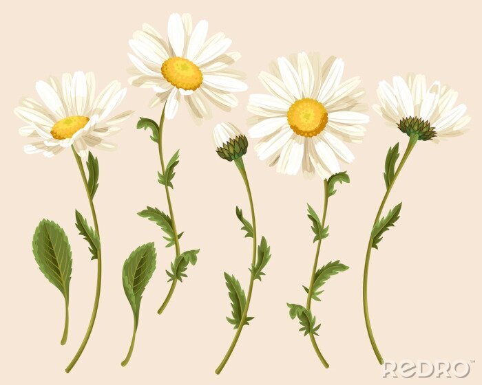 Fototapete Subtile Illustration mit Gänseblümchen