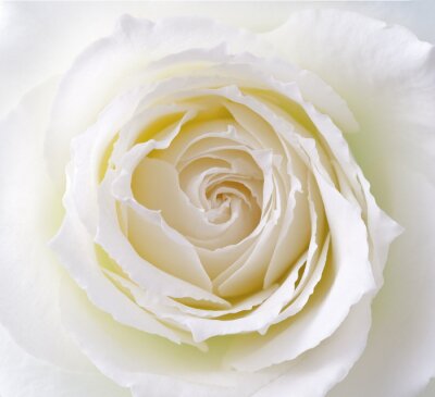 Fototapete Subtile weiße Rose