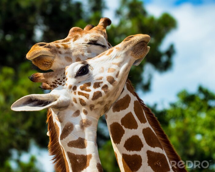 Fototapete Süße Giraffen kuscheln sich an