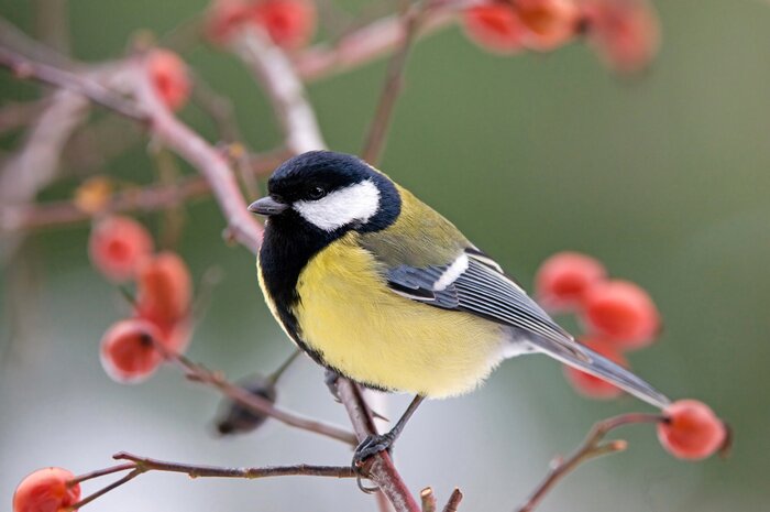 Fototapete Süßer kleiner Vogel auf dem Baum