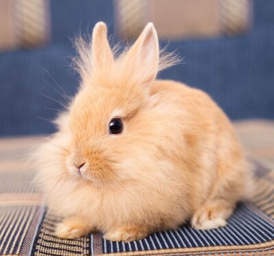 Fototapete Süßes Kaninchen auf der Decke