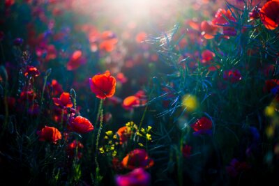 Fototapete Summer landscape. Blooming poppy field at sunset. Flowers close-up. Latvia