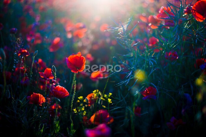 Fototapete Summer landscape. Blooming poppy field at sunset. Flowers close-up. Latvia