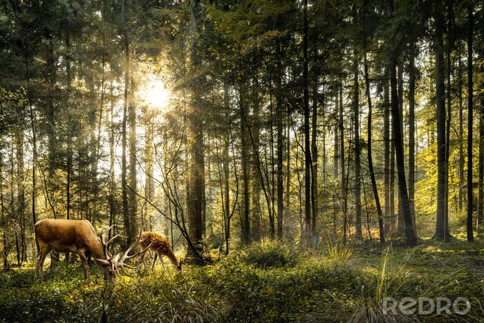 Fototapete Sun is shining in forest and roe deer are grazing in beautiful forest