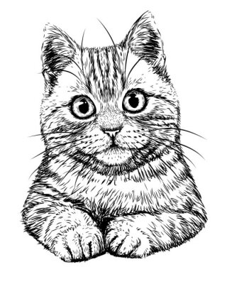 Sympathische Katze schwarz-weiße Handzeichnung