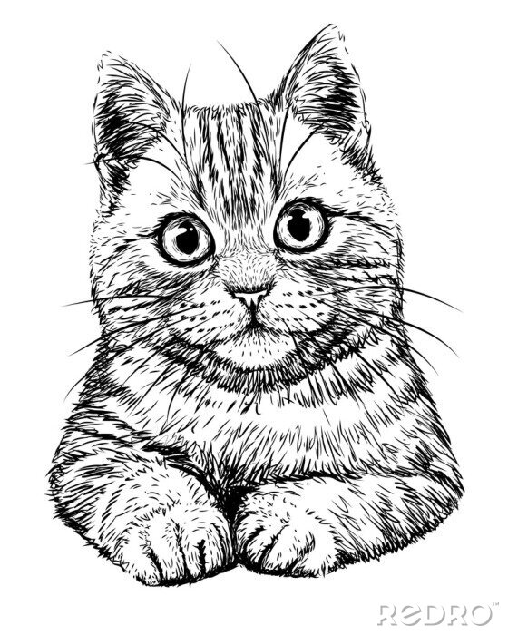 Fototapete Sympathische Katze schwarz-weiße Handzeichnung