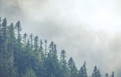 Fototapete Tannenbäume im dichten nebel