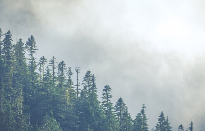 Fototapete Tannenbäume im dichten nebel