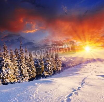Fototapete Tannenbäume Winter und Sonnenuntergang
