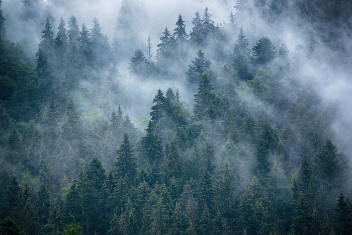 Fototapete Tannenkronen im Nebel