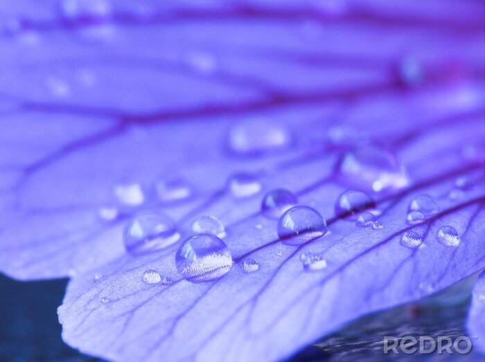 Fototapete Tau an Blütenblättern