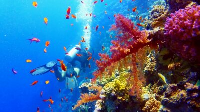 Tauchen und Korallenriff