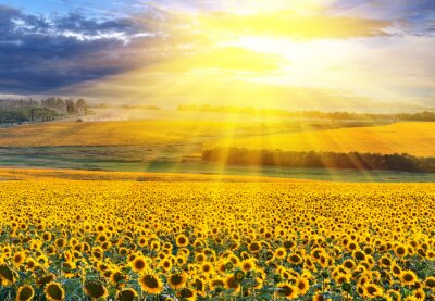 Fototapete Tausende von Sonnenblumen auf dem Feld