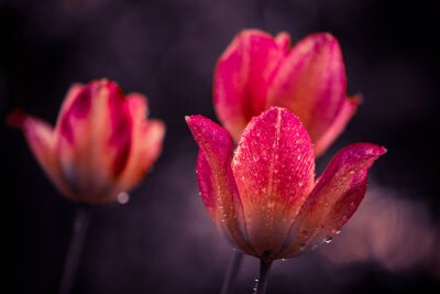 Tautropfen auf der Tulpe
