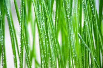 Fototapete Tautropfen auf grünem Gras