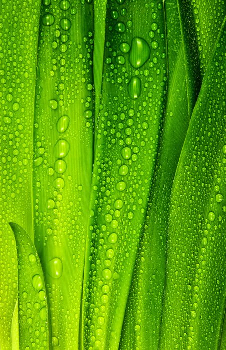 Fototapete Tautropfen auf grünem Gras