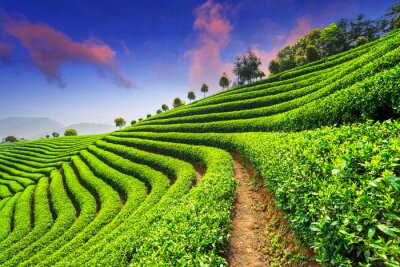 Teeplantage in Asien