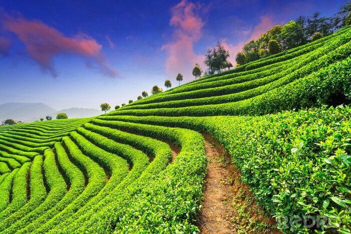 Fototapete Teeplantage in Asien