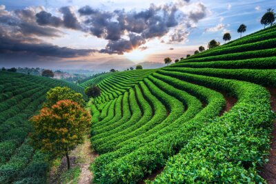 Fototapete Teeplantagen in Asien