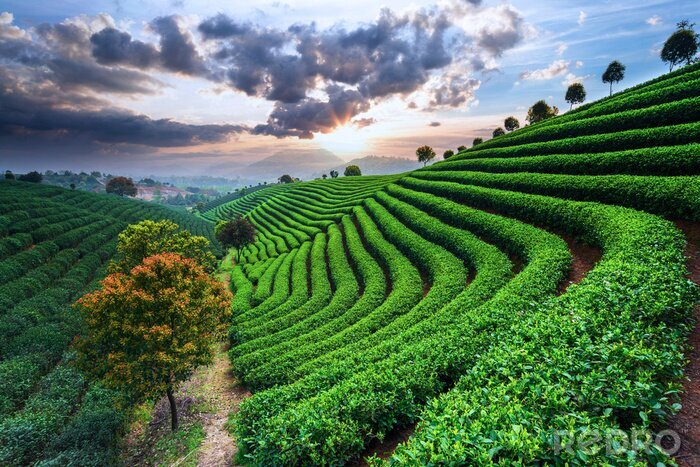 Fototapete Teeplantagen in Asien