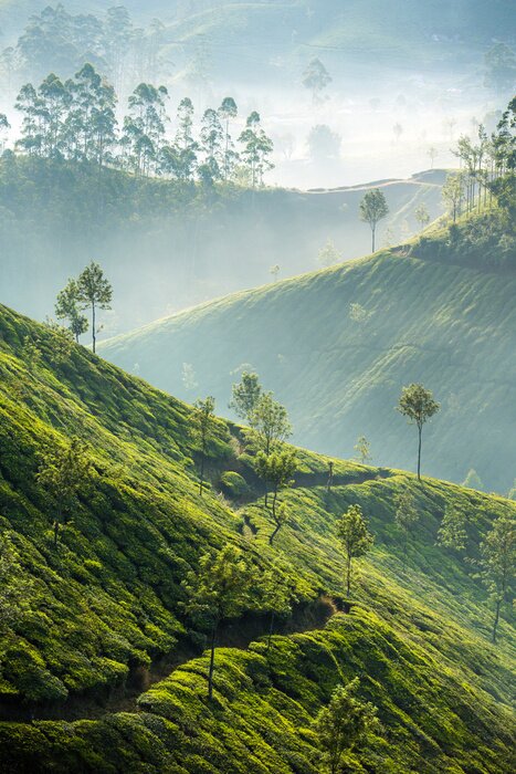 Fototapete Teeplantagen in Munnar, Indien