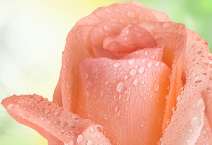 Fototapete Teerose in Tropfen