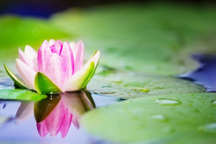 Fototapete Teich und Natur
