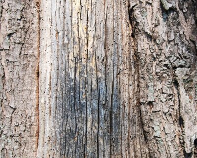 Fototapete Textur der Baumrinde
