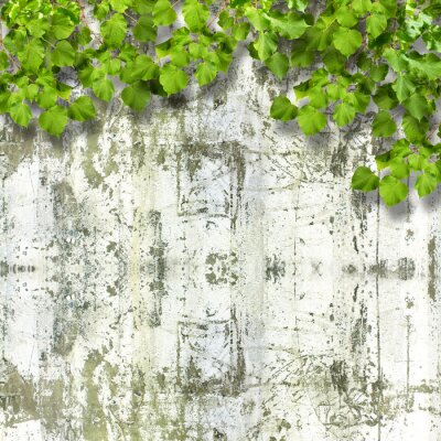 Fototapete Textur der Birke und Blätter