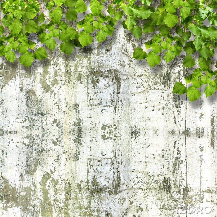 Fototapete Textur der Birke und Blätter