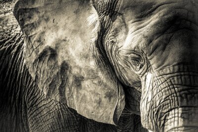 Fototapete Textur der Elefantenhaut