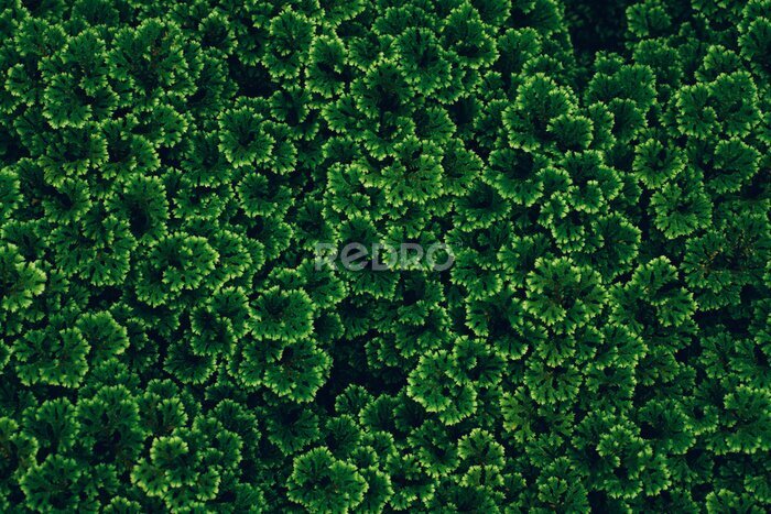 Fototapete Textur von grünen Blättern