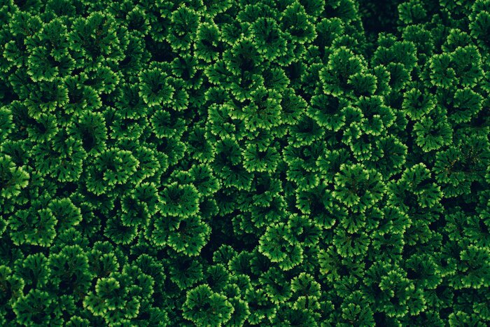 Fototapete Textur von grünen Blättern