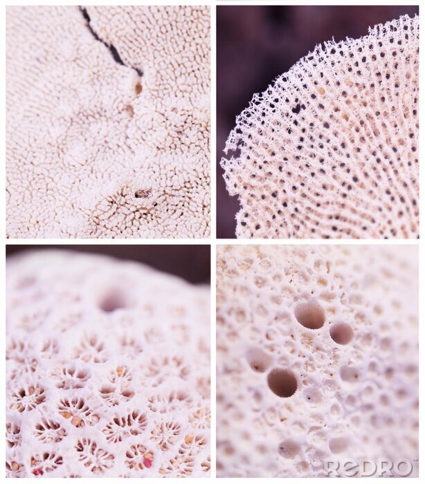 Fototapete Textur von Meereskorallentier